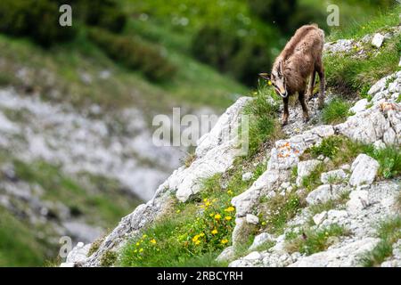 Die Tatra Chamois, Rupicapra rupicapra tatrica. Ein Chamois in seinem natürlichen Lebensraum während des Übergangs vom Winter- zum Sommerfell. Das Tatra-Gebirge, Stockfoto