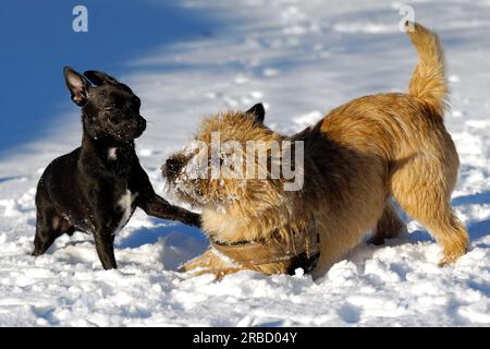 Hunde spielen im Schnee. Bewegungsunschärfe. Die Rasse der Hunde ist ein Cairn Terrier und der kleine Hund ist eine Mischung aus einem Chihuahua und einem Miniatur-Pinsche Stockfoto