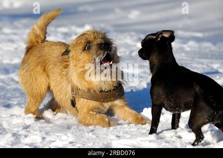 Hunde spielen im Schnee. Bewegungsunschärfe. Die Rasse der Hunde ist ein Cairn Terrier und der kleine Hund ist eine Mischung aus einem Chihuahua und einem Miniatur-Pinsche Stockfoto