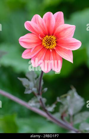 Dahlia variabilis Bishop's Children, einzelne Dahlia, bronzierte Blätter, tiefe rosa Blüte, gelbe Mitte Stockfoto