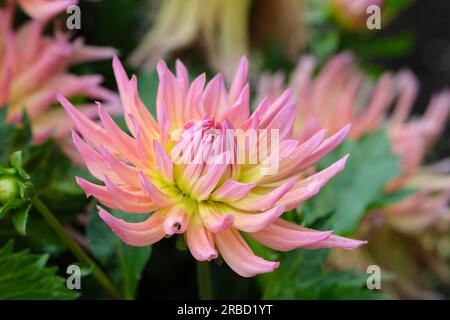 dahlia Karma sangria, Kaktusdahlia, quillenartige „Blütenblätter“, goldgelbe Basis, die sich zu Rosa verschmelzen Stockfoto