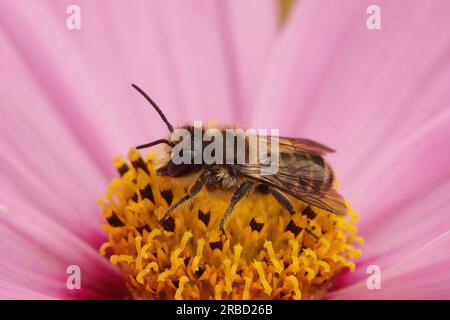 Natürliche Nahaufnahme einer männlichen Blattschneiderbiene aus Patchwork, Megachile centuncularis auf einer rosa Cosmos bipennatus-Blume Stockfoto