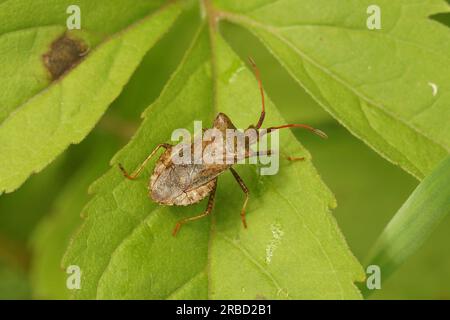 Natürliche Nahaufnahme auf dem braunen Käfer, Coreus marginatus, sitzt auf einem grünen Blatt Stockfoto