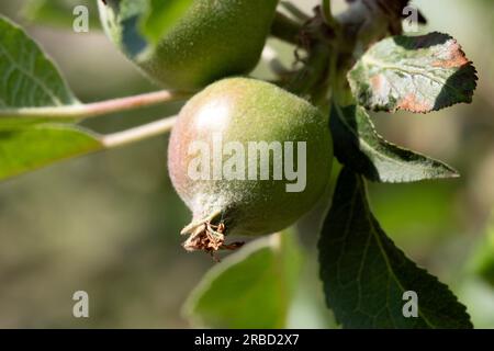 Nahaufnahme von jungen Äpfeln auf einem paradiesischen Apfelbaum. Selektiver Fokus Stockfoto