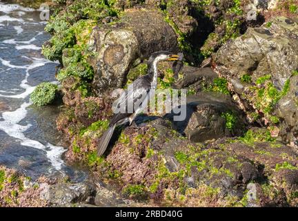 Der Darter ist ein großer, schlanker Wasservogel mit einem langen, schlangenartigen Hals, scharfkantigen Schirm, der mit einem Fisch aus einem Felsenbecken landet. Stockfoto