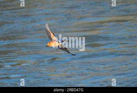 Der Azure Kingfisher (Alcedo azurea) ist ein kleiner Königsfischer, der sich von anderen Königsfischen durch seine charakteristischen blauen Oberteile unterscheidet. Stockfoto