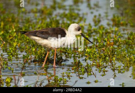 Schwarz – Fütterung mit Flügelstiel (unreif) (Himantopus himantopus) in den Feuchtgebieten in Queensland, Australien. Stockfoto