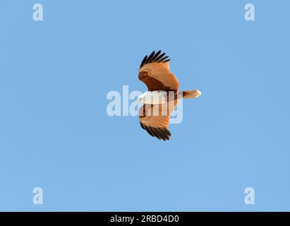 Brahminy Kite (Haliastur indus) aufsteigender Greifvogel im Flug mit einem isolierten blauen Himmelshintergrund. Stockfoto