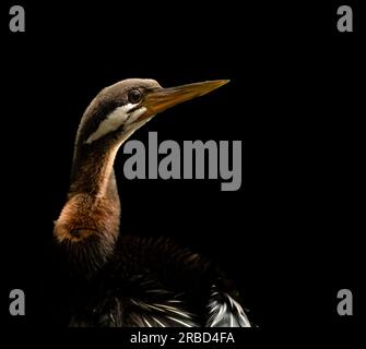 Australian Darter (Anhinga novaehollandiae) auf isoliertem schwarzem Hintergrund. Stockfoto