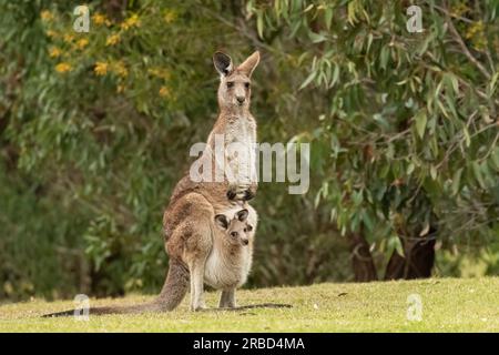 Östliches graues Känguru mit joey in einer Parklandschaft an der Gold Coast, Australien. Stockfoto