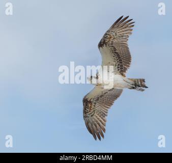 Der östliche Fischadler (Pandion haliaetus cristatus) ist ein tagtäglich fischfressender Raubvogel. Sie leben in Ozeanien in Küstenregionen Australiens Stockfoto