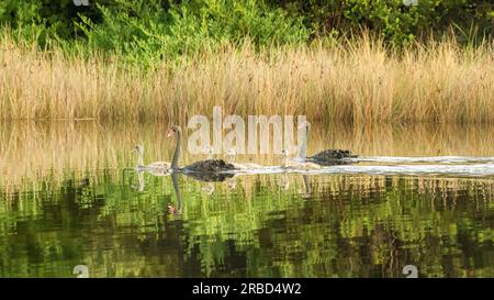 Eine Familie schwarzer Schwäne (cygnus atratus), die anmutig auf einem See schwimmen, mit Reflexionen in Tasmanien, Australien. Stockfoto