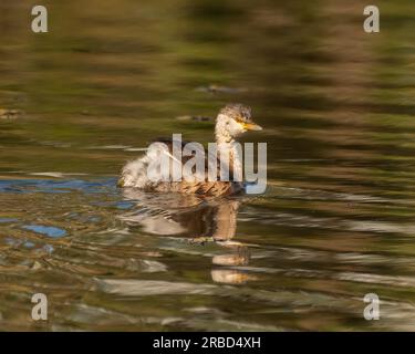 Die australasische Grieben ist in Süßwasserteichen und kleinen Flüssen oder Seen in ganz Australien üblich, Stockfoto