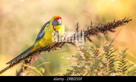 Die grüne rosella oder Tasmanische rosella (Platycercus caledonicus ) ist eine Papageienart, die in Tasmanien und der Bassstraße heimisch ist. Stockfoto