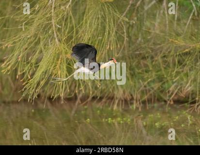 Kammkammmuschel-Jacana (Irediparra gallinacea) wie andere Jacanenarten ist sie an die schwimmende Vegetation tropischer Süßwasserfeuchtgebiete angepasst. Stockfoto