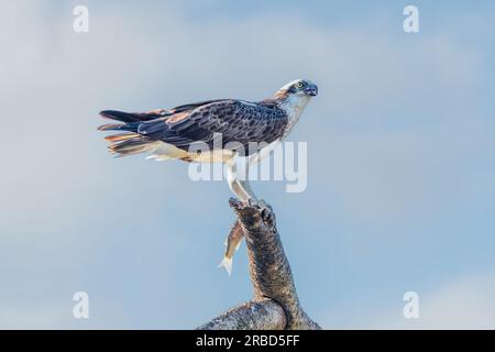 Östliche Fischadler (Pandion haliaetus cristatus) mit einem Fisch, der auf einem Baum mit isoliertem Himmelshintergrund sitzt. Stockfoto