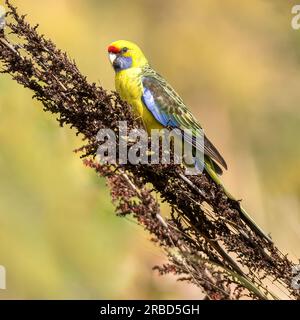 Die grüne rosella oder Tasmanische rosella (Platycercus caledonicus ) ist eine Papageienart, die in Tasmanien und der Bassstraße heimisch ist. Stockfoto