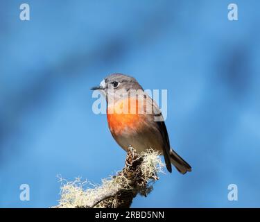 Der scharlachrote Robin ist ein mittelgroßes Rotkehlchen mit einem flachen und kompakten Aussehen. Gefunden in Südostaustralien und Tasmanien. Stockfoto