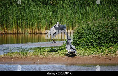 Graue Reiher in einem Streit an einem Yorkshie See Stockfoto