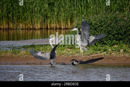 Graue Reiher in einem Streit an einem Yorkshie See Stockfoto