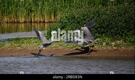 Graue Reiher in einem Streit an einem Yorkshie See Stockfoto