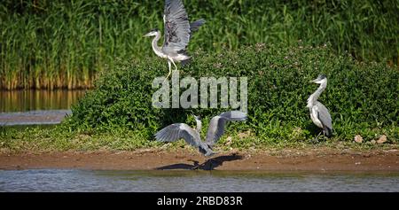 Graue Reiher in einem Streit an einem Yorkshie See Stockfoto