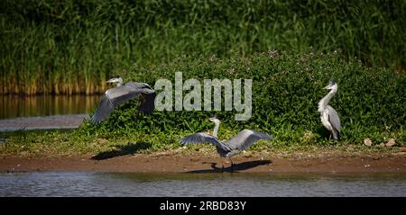 Graue Reiher in einem Streit an einem Yorkshie See Stockfoto