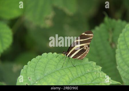 Ein schwarz-weißer südamerikanischer Zebra-Langschwang-Schmetterling. Stockfoto