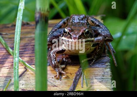 Der Gemeine Frosch oder Grasfrosch (Rana temporaria), auch bekannt als Europäischer Gemeiner Frosch, Europäischer Gemeiner brauner Frosch, Europäischer Grasfrosch, Europäische Heule Stockfoto