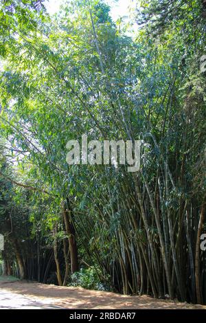 Bambus in Peradeniya Royal Botanic Gardens in der Nähe von Kandy, Sri Lanka. Peradeniya Royal Botanic Gardens sind der größte botanische Garten Stockfoto