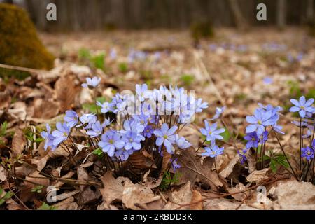 Eine Gruppe von Hepatica-Blumen, die auf einer Waldwiese wachsen, Frühlingsblick, Ostpolen Stockfoto