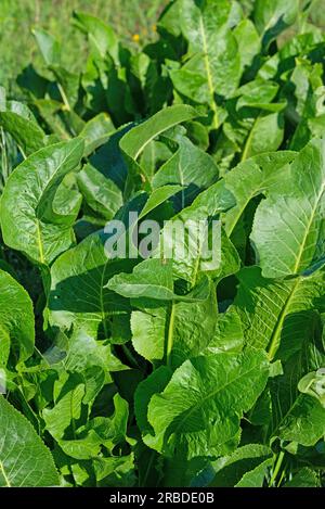 Meerrettich, Armoracia rusticana, auf einer Wiese Stockfoto