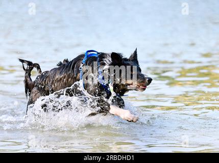 Junger Border Collie, der im Sommer in einem Fluss schwimmt Stockfoto
