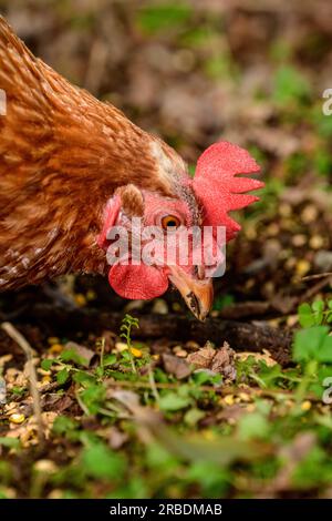 Happy Free Range Isa Brown Hen Fütterung Stockfoto