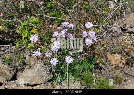 Blausalat oder Bergsalat (Lactuca perennis) ist ein in Süd- und Mitteleuropa einheimisches Dauerkraut. Angiospermen. Asteraceae. Dieses Foto war es Stockfoto