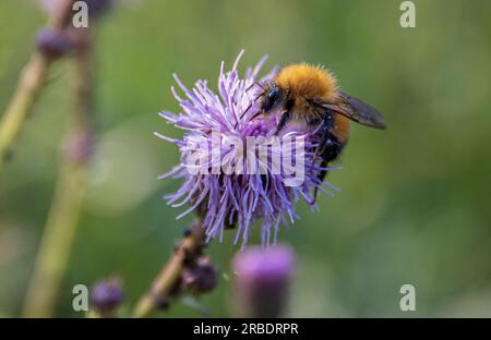 Nahaufnahme einer Hummel auf einer lila Distelblume (Bombus terrestris). Distelblume, die im Sommer Nektar sammelt Stockfoto