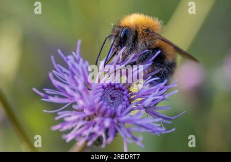 Nahaufnahme einer Hummel auf einer lila Distelblume (Bombus terrestris). Distelblume, die im Sommer Nektar sammelt Stockfoto