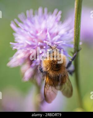 Nahaufnahme einer Hummel auf einer lila Distelblume (Bombus terrestris). Distelblume, die im Sommer Nektar sammelt Stockfoto