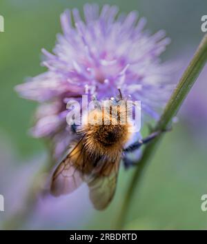 Nahaufnahme einer Hummel auf einer lila Distelblume (Bombus terrestris). Distelblume, die im Sommer Nektar sammelt Stockfoto