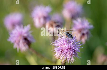 Nahaufnahme einer Hummel auf einer lila Distelblume (Bombus terrestris). Distelblume, die im Sommer Nektar sammelt Stockfoto