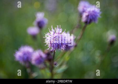 Rosa gesegnete Milchdistelblumen, Nahaufnahme. Silybum-Marihuanum-Kräutermittel, Mary Thistle, Saint Mary's Thistle, Marian-Scotch-Distel, Cardus-Marihuan Stockfoto