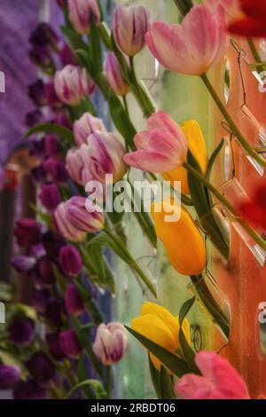 Entdecken Sie die atemberaubende Schönheit mehrerer Blumen in Rosa, Rot und Weiß, die von Sonnenlicht im Freien anmutig beleuchtet werden. Eine fesselnde Symphonie von C. Stockfoto