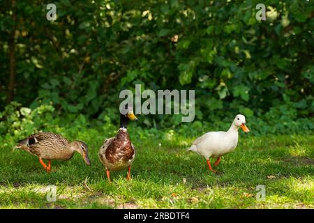 Drei wilde Enten in einem Sommerpark auf dem Gras. Stockfoto