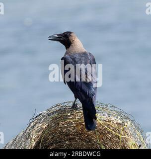 Die Hauskrähe wurde aus dem indischen Subkontinent eingeführt und hat sich an den ostafrikanischen Lebensraum angepasst, so dass sie jetzt ein ernster Schädling sind. Stockfoto