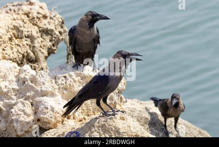 Die Hauskrähe wurde aus dem indischen Subkontinent eingeführt und hat sich an den ostafrikanischen Lebensraum angepasst, so dass sie jetzt ein ernster Schädling sind. Stockfoto