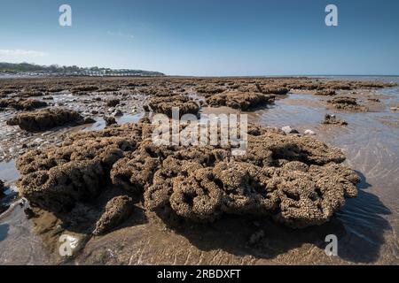 Wabenwurmreef Sabellaria alveolata an der Küste von Nordwales, Kreis Llanddulas Conwy Stockfoto