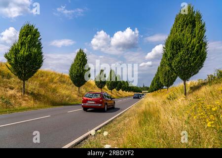 Die Dorstfelder Allee in Dortmund, 2013 komplett neu gebaute Straße, ehemaliges Ackerland, im Bezirk Dorstfeld, Baumstraße im toskanischen Stil Stockfoto