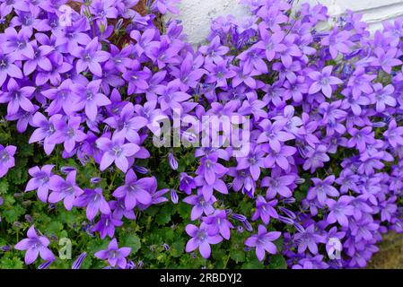 Nahaufnahme der Blumen von Campanula portenschlagiana, Blüten, die an einer Gartenwand wachsen Stockfoto