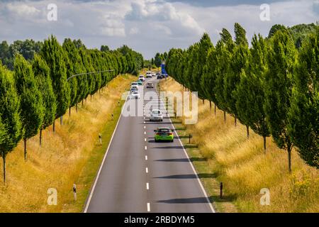 Die Dorstfelder Allee in Dortmund, 2013 komplett neu gebaute Straße, ehemaliges Ackerland, im Bezirk Dorstfeld, Baumstraße im toskanischen Stil Stockfoto