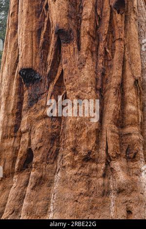 Hintergrund: Mammutbaum-Rinde mit Mammutmuster. Holzstruktur der Sequoia-Rinde. Nahaufnahme von Redwood Bark. Sequoia-Baum im California National Park. Verbrannter Redwood-Baum. Stockfoto